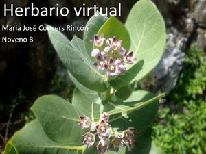 Herbario Virtual