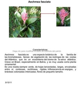 herbario juan felipe vanegas 9a 