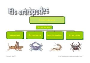 Els artròpodes