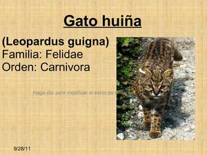 Gato huiña