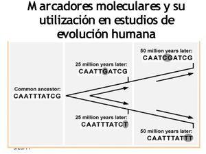 Marcadores moleculares y su utilización en estudios de