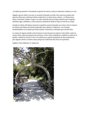 ARBOLES CON CORTEZA Y SIN CORTEZA