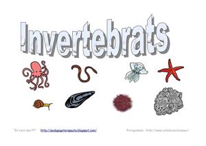 iNVERTEBRATS (NO ARTRÒPODES)