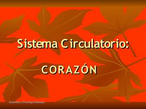 Power Point de sistema circulatorio