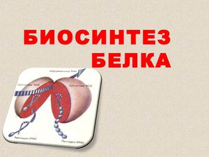Биосинтез белка
