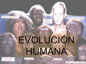 evolucion humana