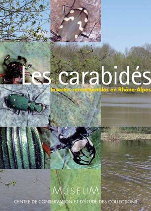 Les carabidés - insectes remarquables en Rhône-Alpes