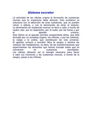 Sistema excretor