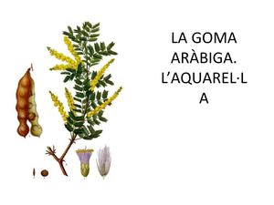 LA GOMA ARÀBIGA