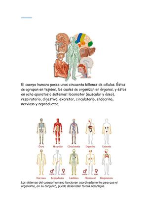 LOS APARATOS DEL CUERPO HUMANO