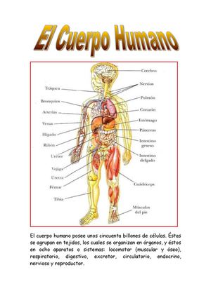 LOS APARATOS DEL CUERPO HUMANO-Kerman