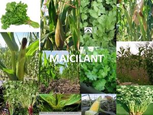 MAICILANT