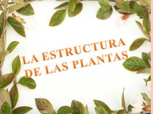 LA ESTRUCTURA DE LAS PLANTAS