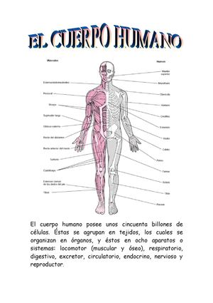 LOS APARATOS Y SISTEMAS DEL CUERPO HUMANO