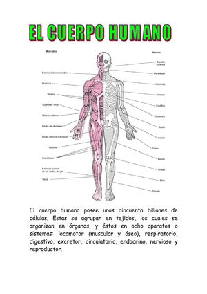 LOS APARATOS DEL CUERPO HUMANO