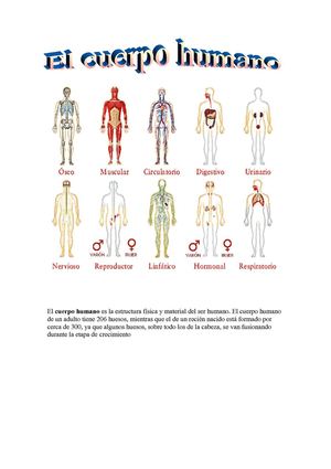 Las partes del cuerpo humano