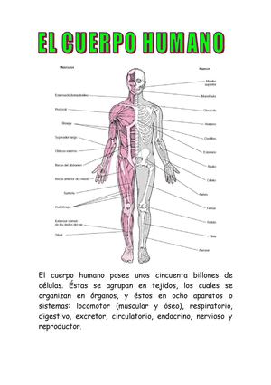 El cuerpo humano- Aparatos