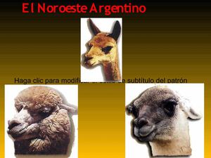 Fauna y Flora Noroeste Argentino