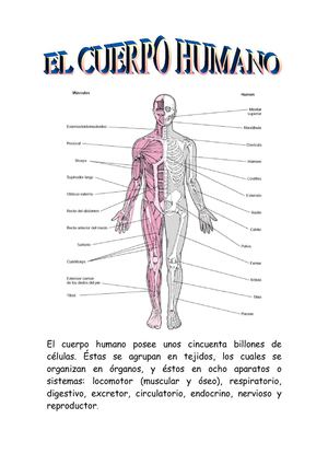 EL CUERPO HUMANO