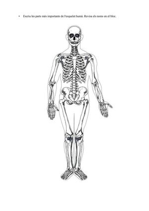 L'esquelet humà