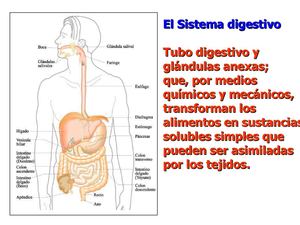 Sistema Digestivo