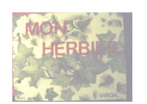 HERBIER VIRGIL