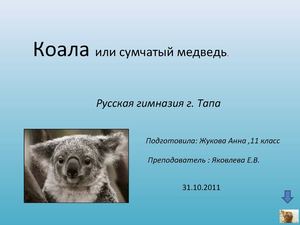 Мишка Коала - koopia