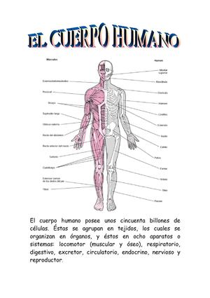 LOS APARATOS DEL CUERPO HUMANO