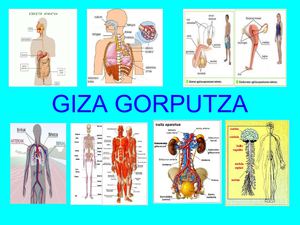 Giza- gorputza