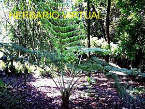 herbario 