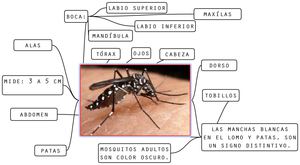 partes del mosquito (PDF)