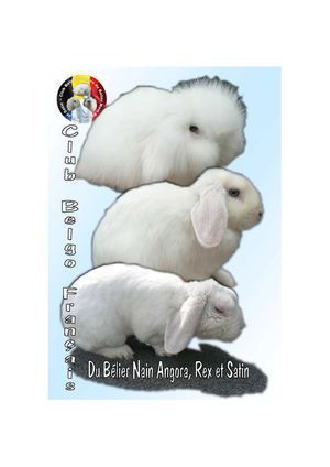 Club Belgo-Français du bélier nain Angora, Rex et satin