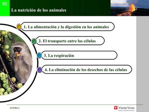 La nutrición en los animales