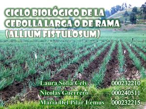Ciclo De Vida Cebolla Larga