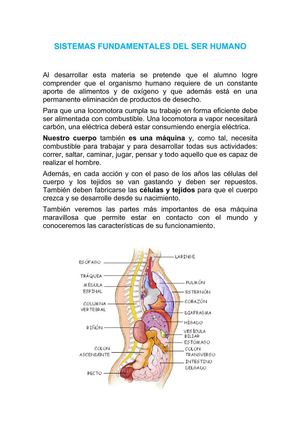 Sistemas del Cuerpo Humano