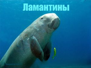Презентация о ламантинах