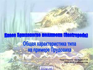 Брюхоногие