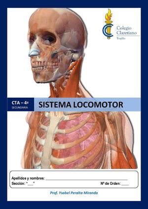 Sistema Locomotor