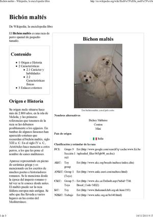 Bichon Maltés