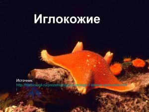 Беспозвоночные.Тип иглокожие