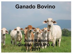 GANADO BOVINO