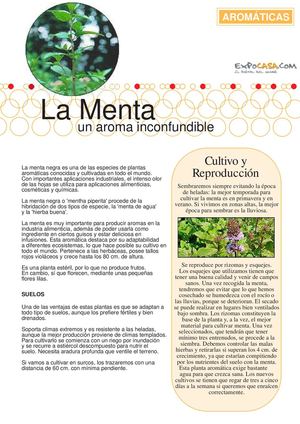 FICHAS AROMÁTICAS MENTA