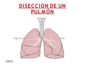 Disección pulmón (Sergio Carrera)