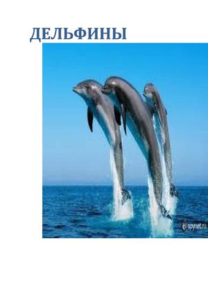 Дельфины