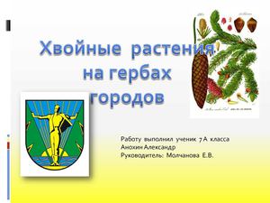 хвойные растения на гербах