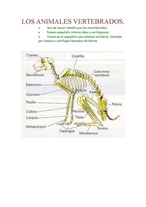 Los animales vertebrados.