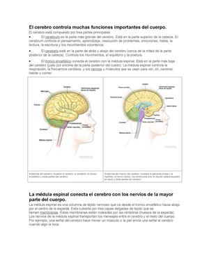 EL CEREBRO Y LA MÉDULA ESPINAL