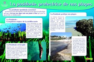 Posidonie et Sentier Sous-marin