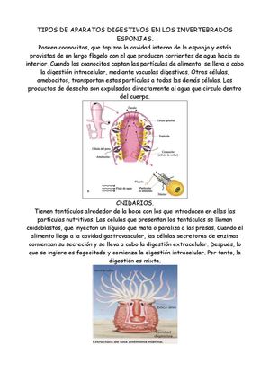 aparatosdigestivosdelosinvertebradosBiologia