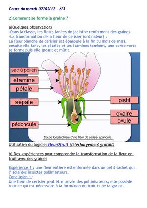 formation de la graine 6e3